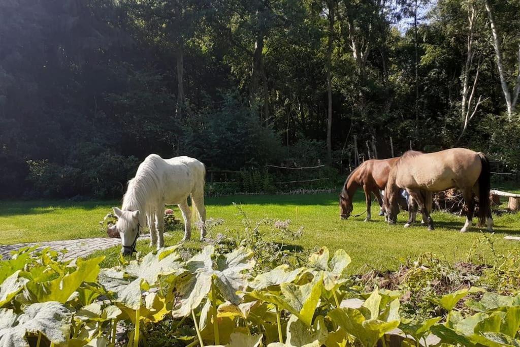 Poggenhagen Urlaub Mitten In Der Natur Нойштадт-ан-дер-Рюбенберґе Екстер'єр фото